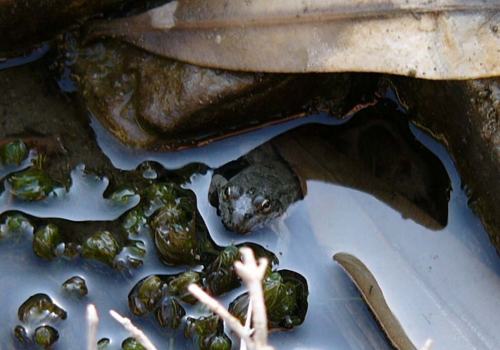 Pelophylax cerigensis, & Co.